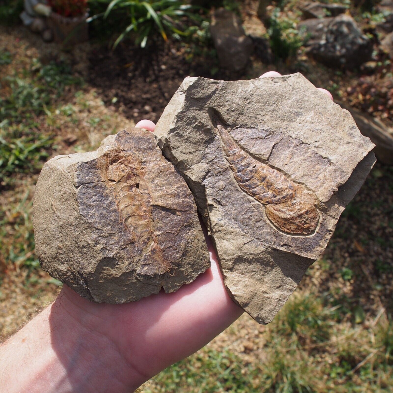 (Trilobite) Fossil Aglaspid Tremaglaspis sp. Positive & Negative