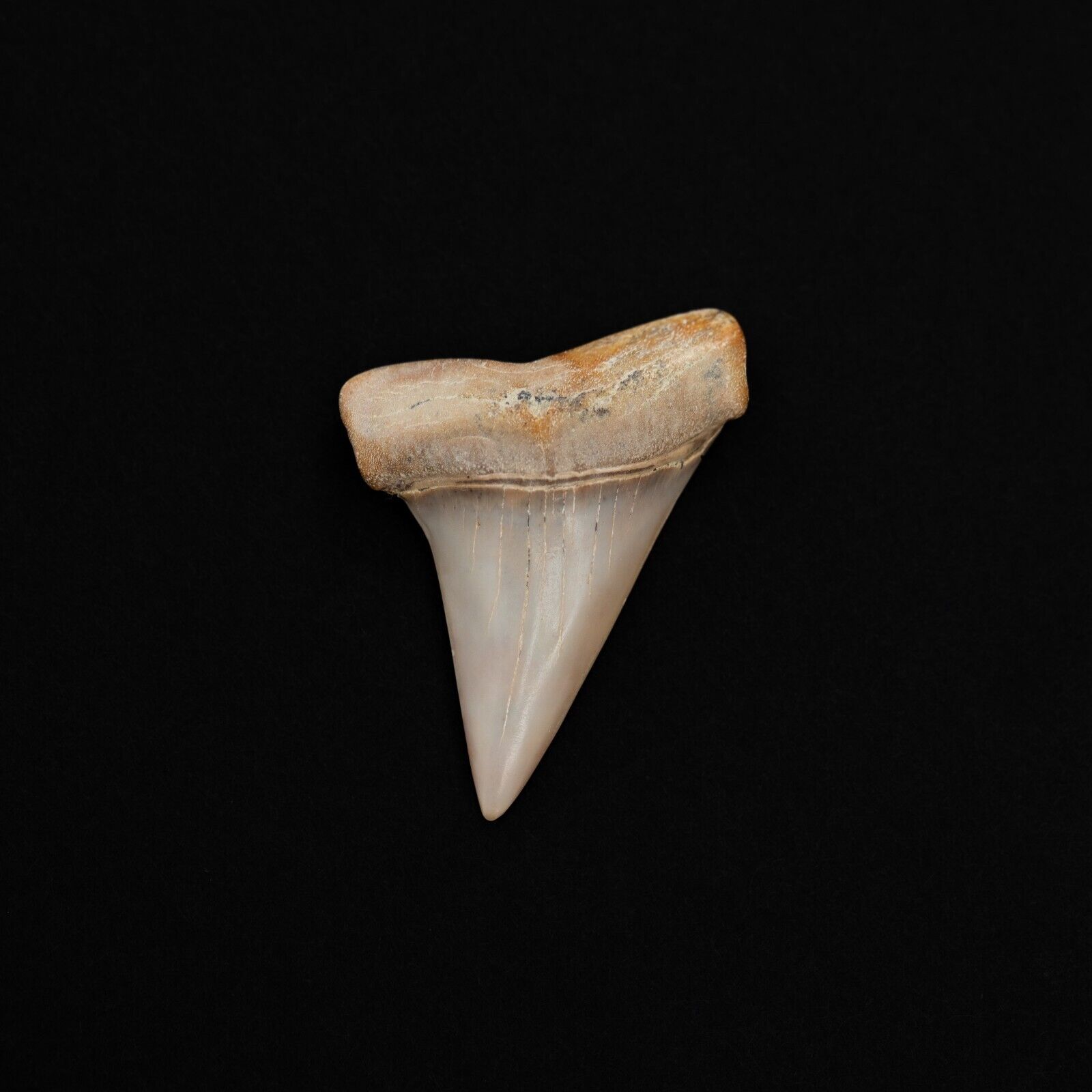Authentic Hastalis Bakersfield Shark Tooth Fossil