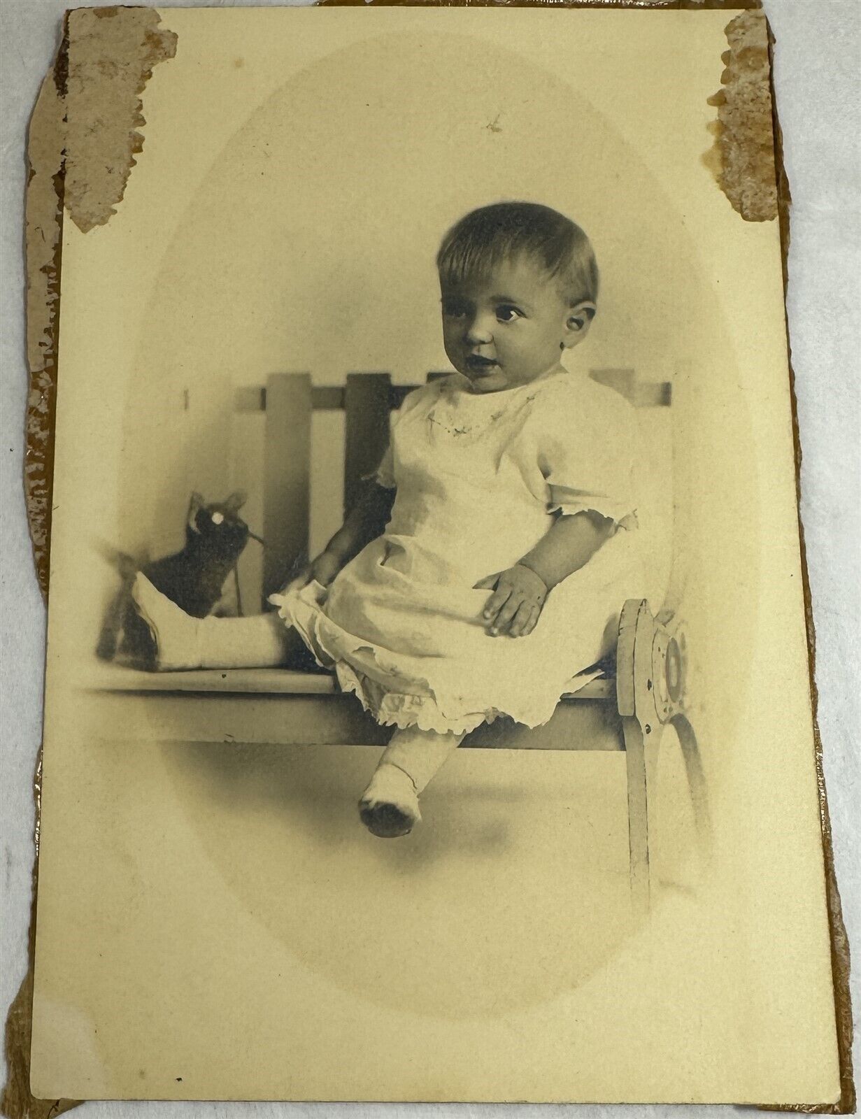 Antique Photo Baby Portrait Sits on Bench w/ Toy Cat 6x4