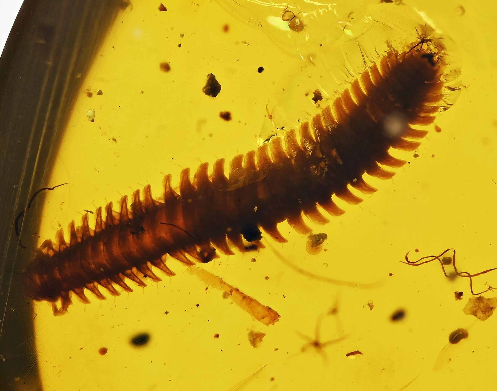 Detailed Platydesmida (Millipede), Fossil Inclusion in Burmese Amber