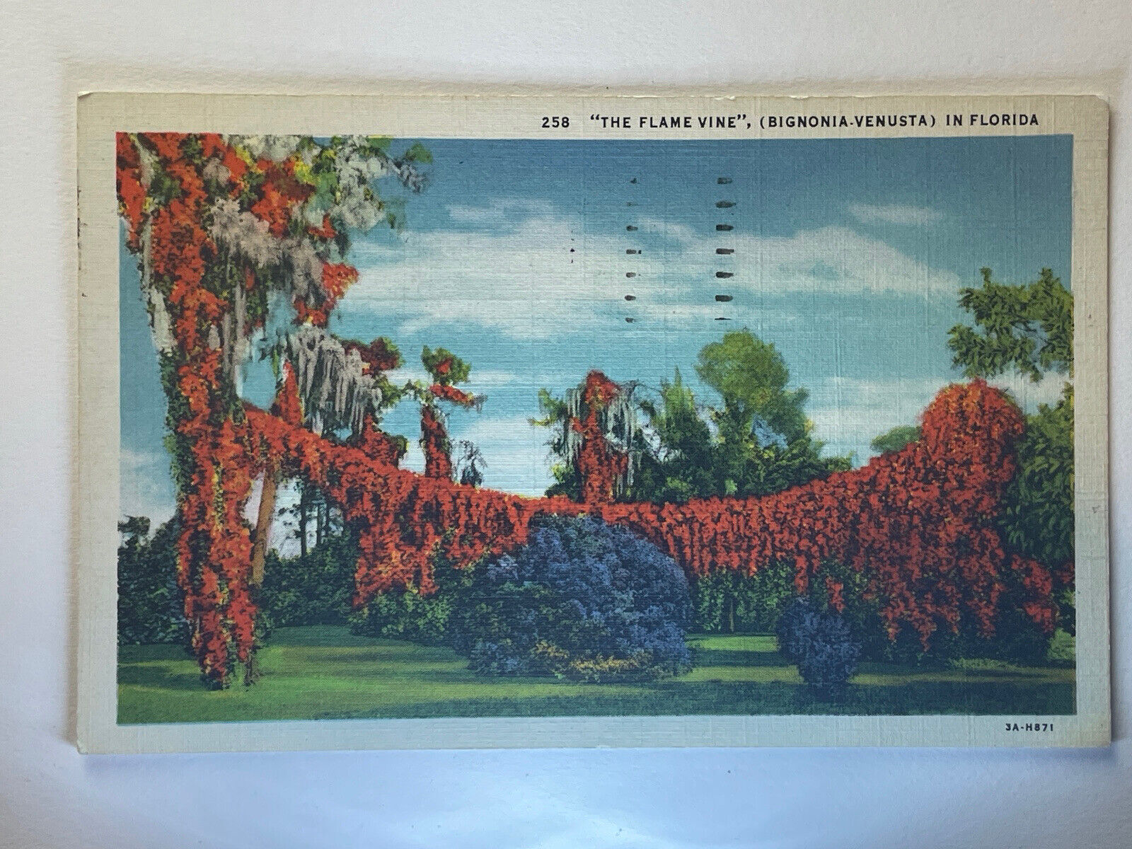 Florida, FL, The Flame Vine, 1900’s Vintage Postcard Bignonia Venusta PA1