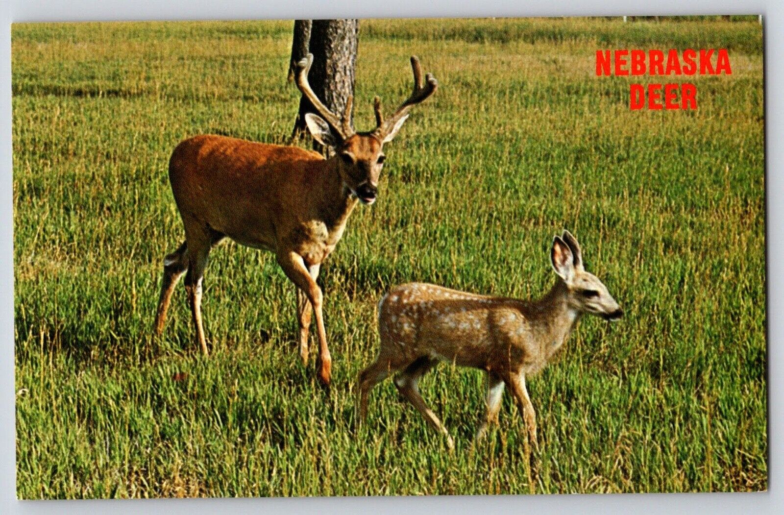 Postcard Nebraska Deer 