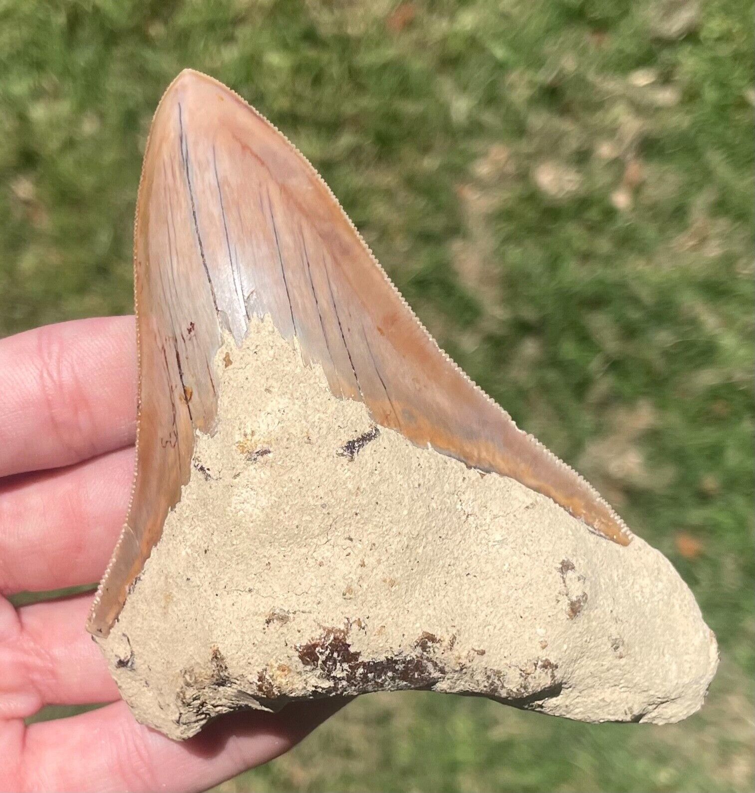 Indonesia Megalodon Tooth Fossil HUGE 4.15” Shark Indonesian Meg