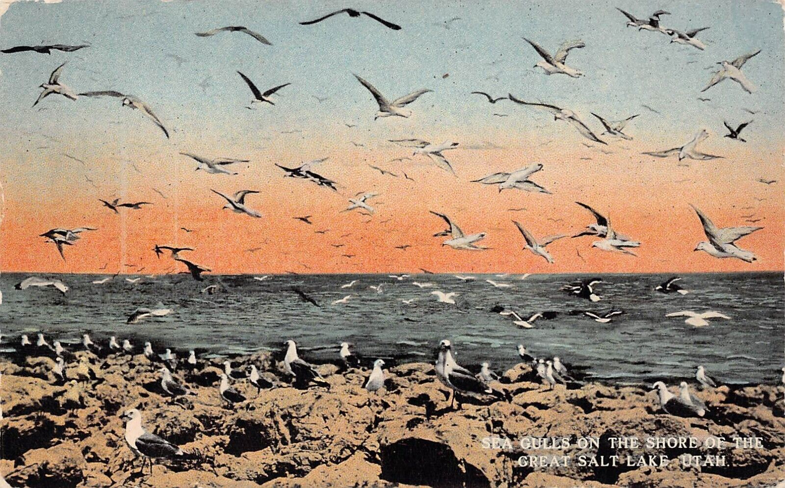Great Salt Lake UT Utah Beach Sunrise Twilight Sea Gulls Birds Vtg Postcard Y8