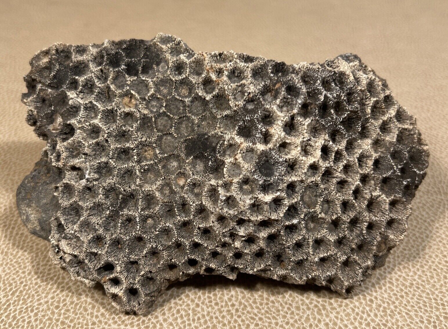 Natural Raw Michigan Petosky Stone - 626g - Devonian Period Coral Fossil