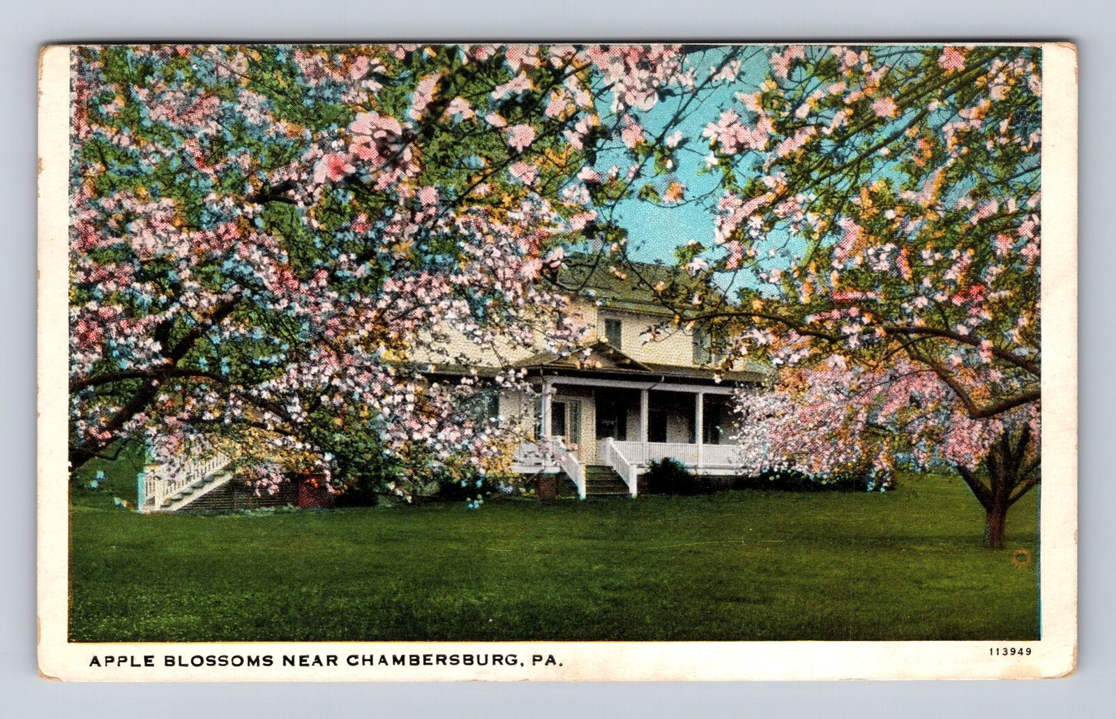 Chambersburg PA-Pennsylvania, Apple Blossoms, Antique, Vintage c1941 Postcard