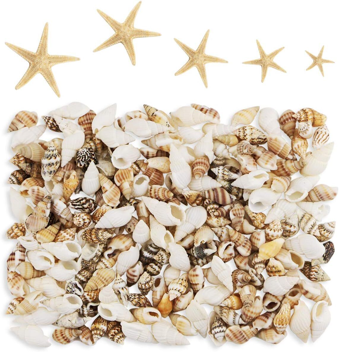 186 Pcs Mini Tiny Sea Shells Mixed Ocean Beach Seashells, Natural Starfish for H