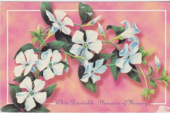 White Periwinkle Blossoms