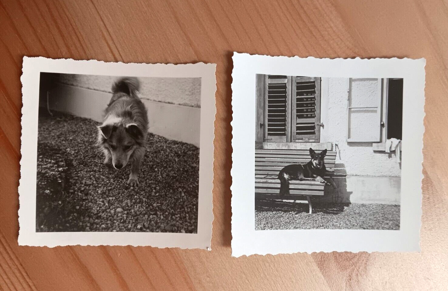 2 Vintage Dog Photographs 1950s Europe Dog That Bit My Father & Postman