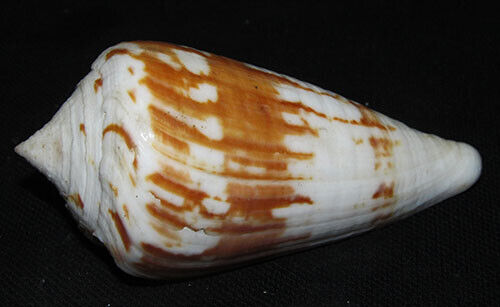 92 mm LARGE Conus Pergrandis Cone Seashell Deep Water RARE Shell GREAT PATTERN
