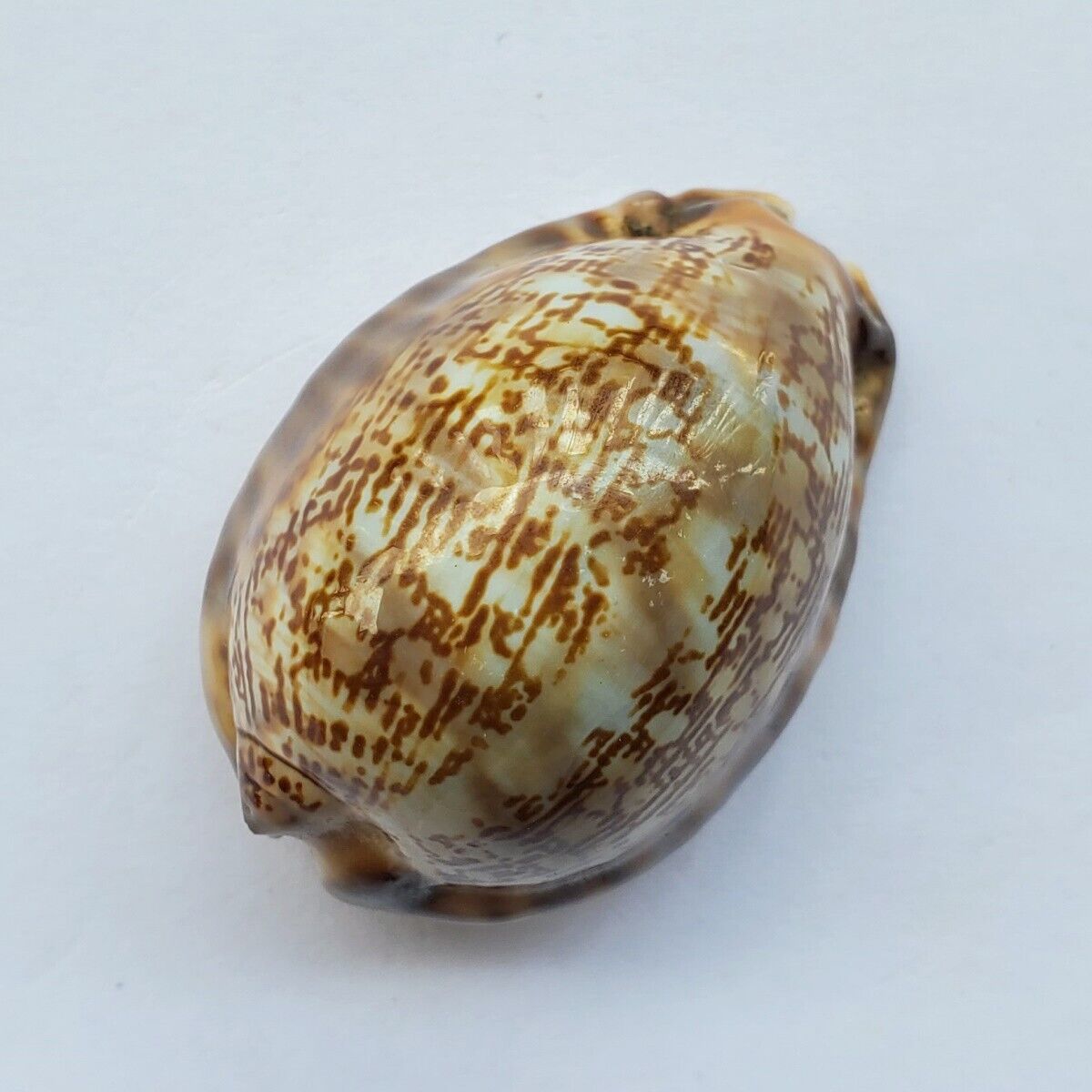 Cypraea Mauritia Arabica 37mm Arabian Cowry Shell Indonesia #07