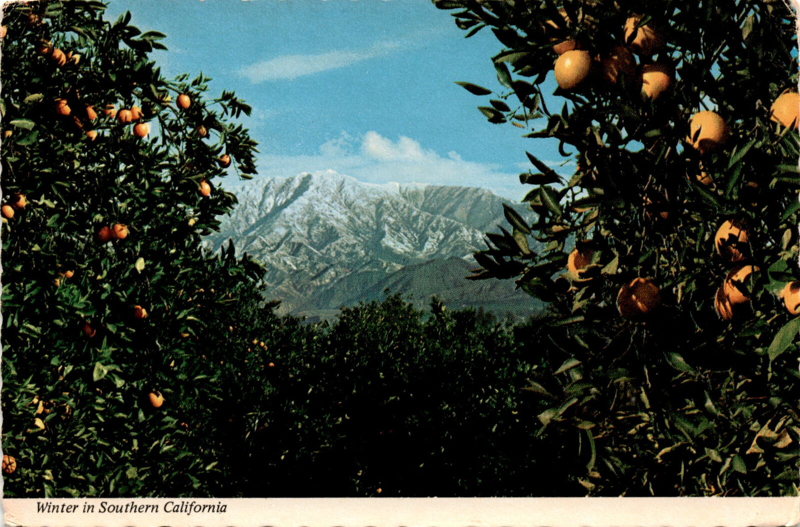 Winter, Southern California, orange groves, snow-capped mountains, Postcard