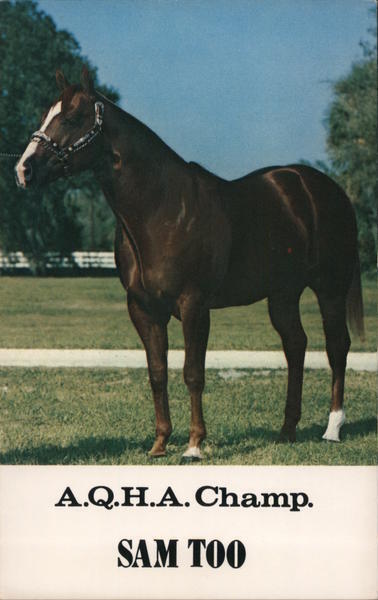 Horses A.Q.H.A. Champ Sam Too Buckingham Farms Chrome Postcard Vintage Post Card