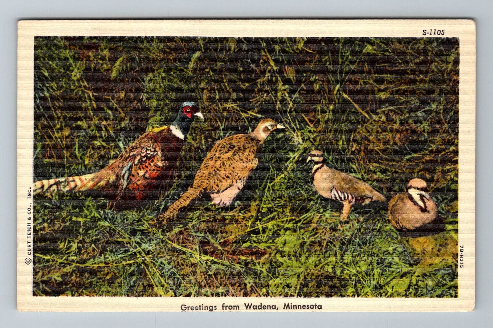 Wadena MN-Minnesota Greetings Birds Wild Life Scene Vintage Souvenir Postcard
