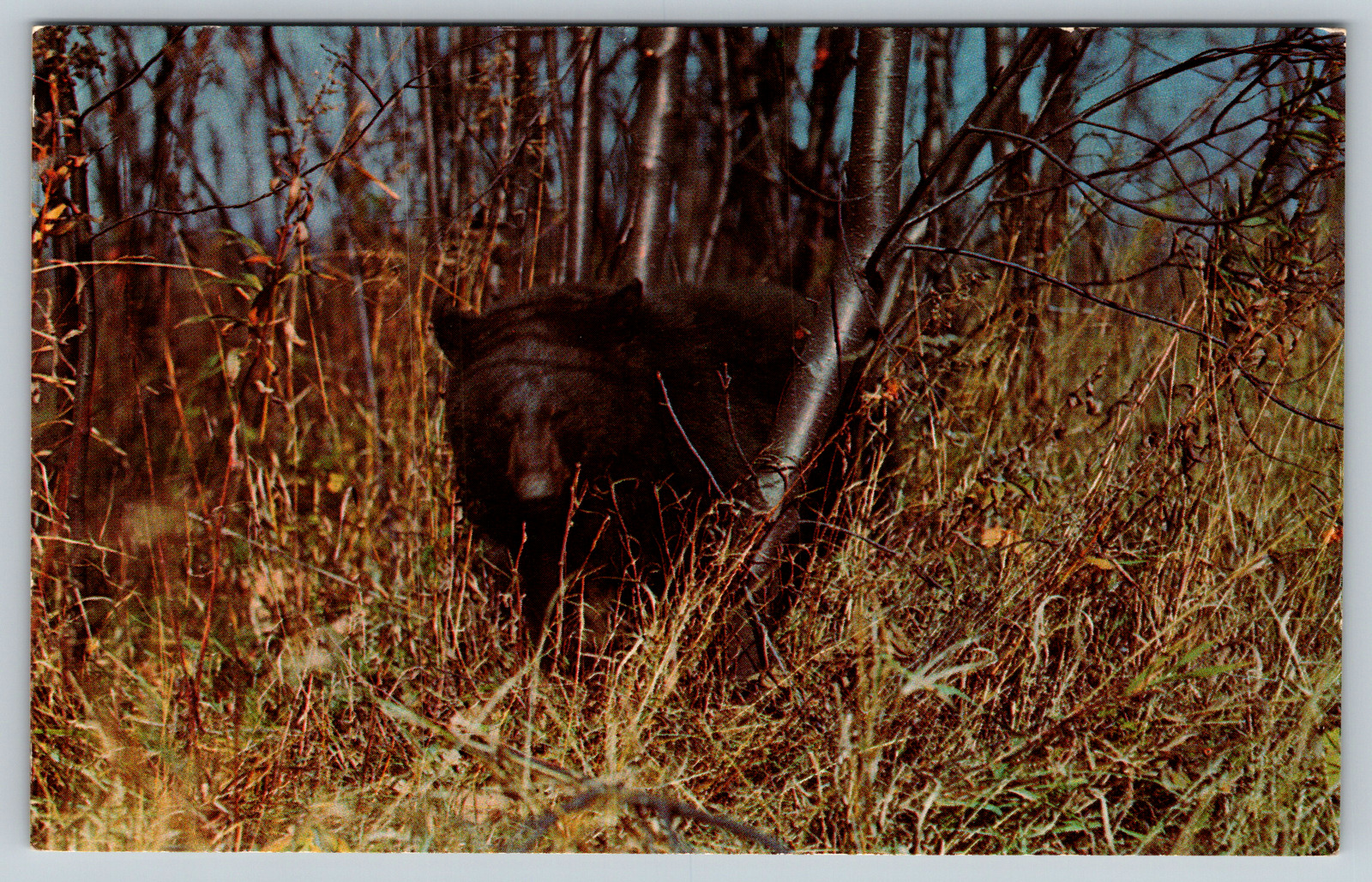 c1960s Black Bear Vacationland Barely Awake Vintage Postcard