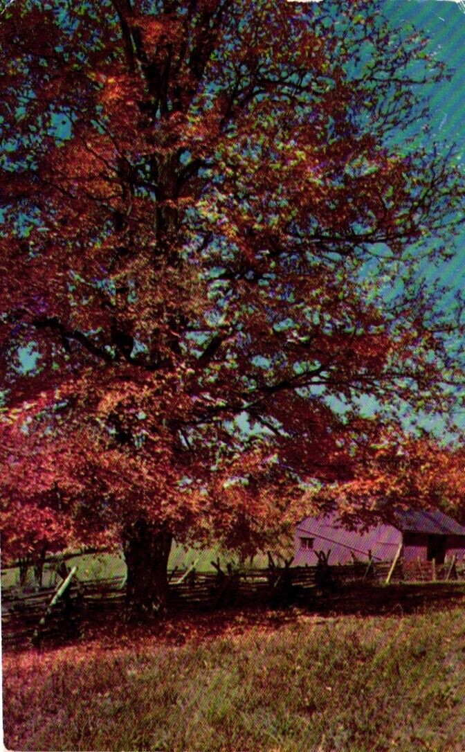Majestic Oaks Somerset County Pennsylvania Postcard