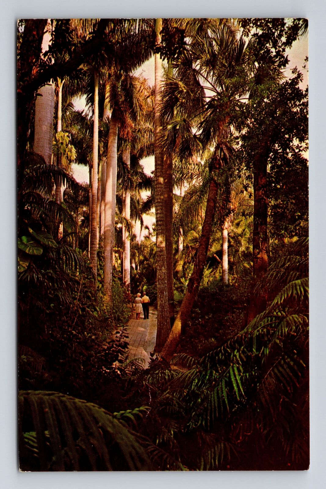 Sarasota FL-Florida, Jungle Trail And Royal Palms, Antique, Vintage Postcard