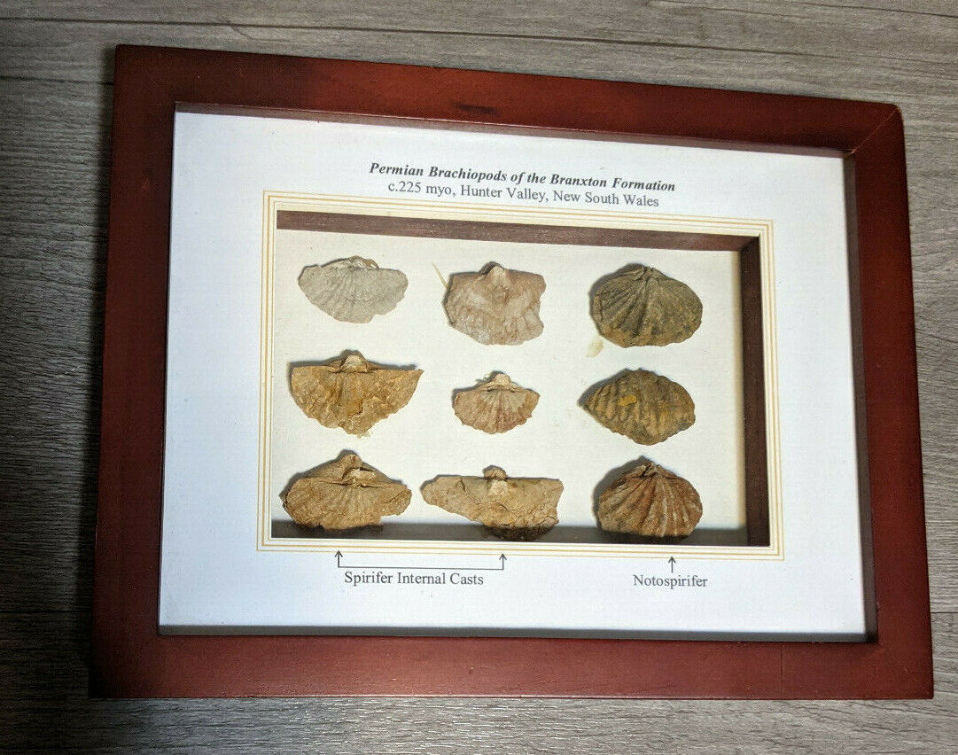 9 Piece Permian Brachiopods Fossil Collection In Shadow Box Frame Display Case