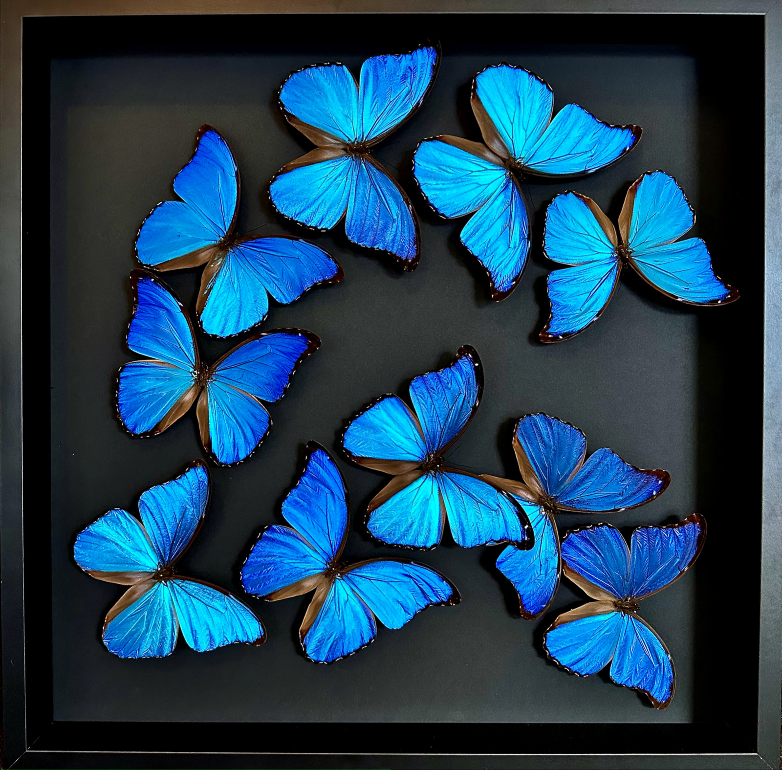 Splendid flight of 10 Morpho Didius butterflies from Peru in black frame 50...