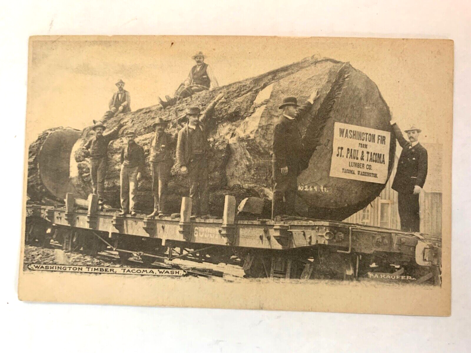 RPPC P.A Kaufer Antique Postcard St Paul &Tacoma Washington Fir Timber Lumber