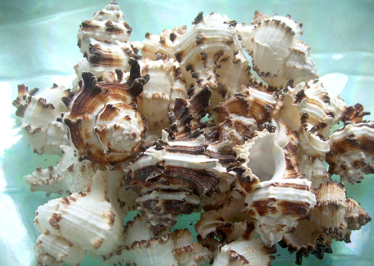 6X Sea Shells Endive Murex Hermit Crab Craft Decor 6 PIECE LOT 2\