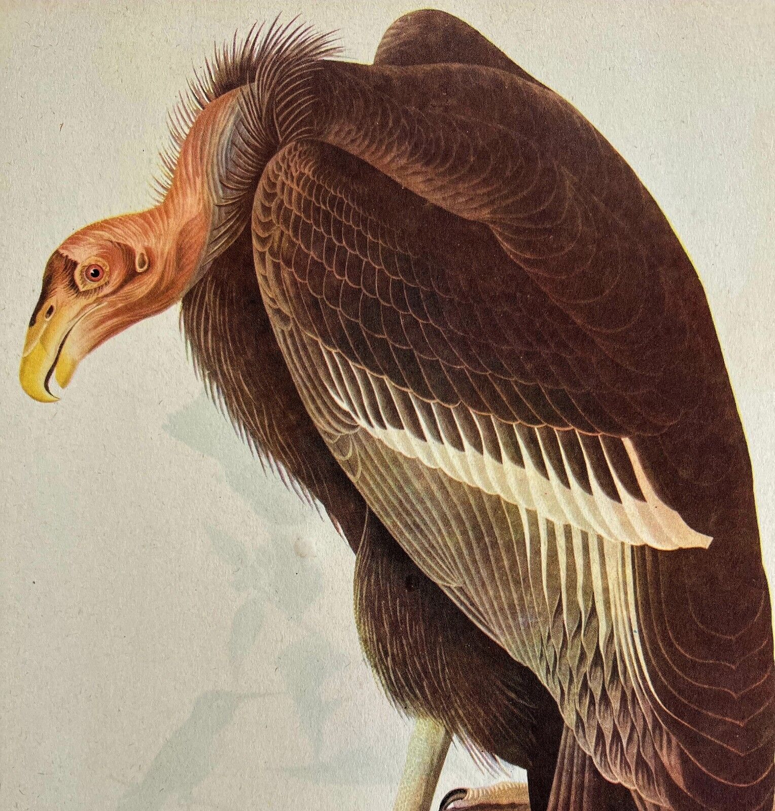 California Condor Bird 1946 Color Plate Print John James Audubon Nature DWV2E