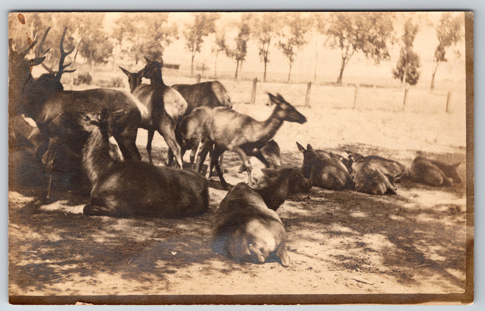 RPPC c1910s Deer Herd Basking in Shade Vintage Postcard
