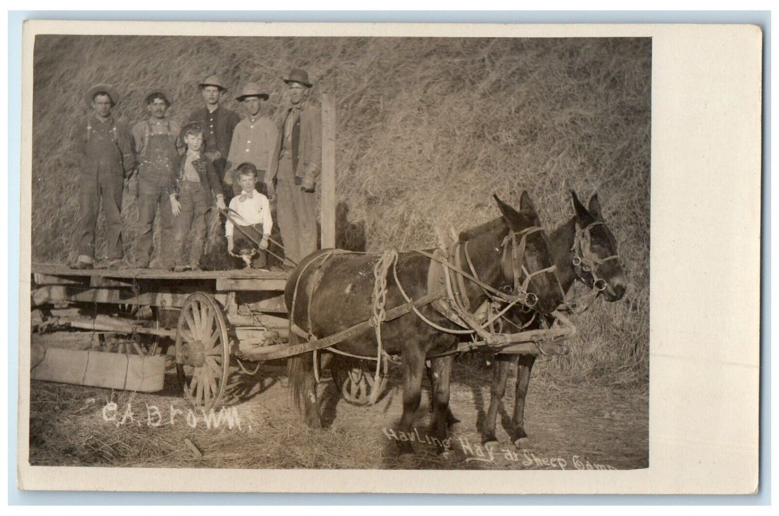 c1910\'s CA Brown Hauling Hay At Sheep Camp Horses RPPC Photo Vintage Postcard