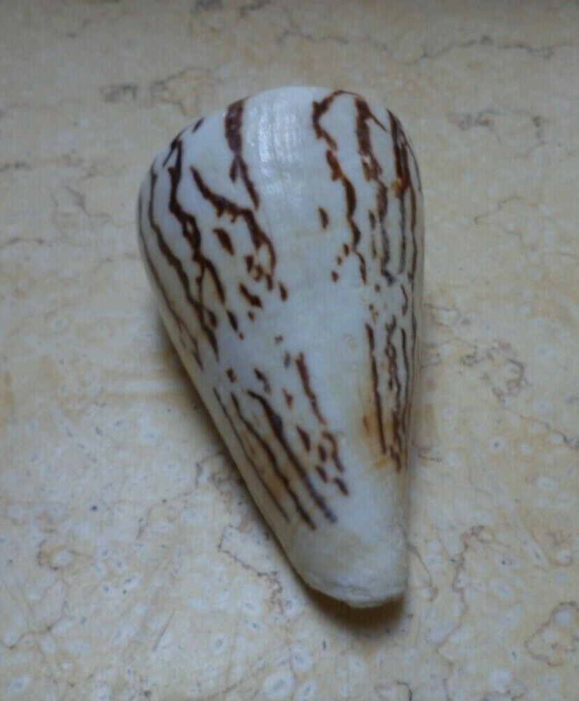 Conus vexillum sumatrensis 90mm F++++ nice Pattern Nature massive shell Specimen