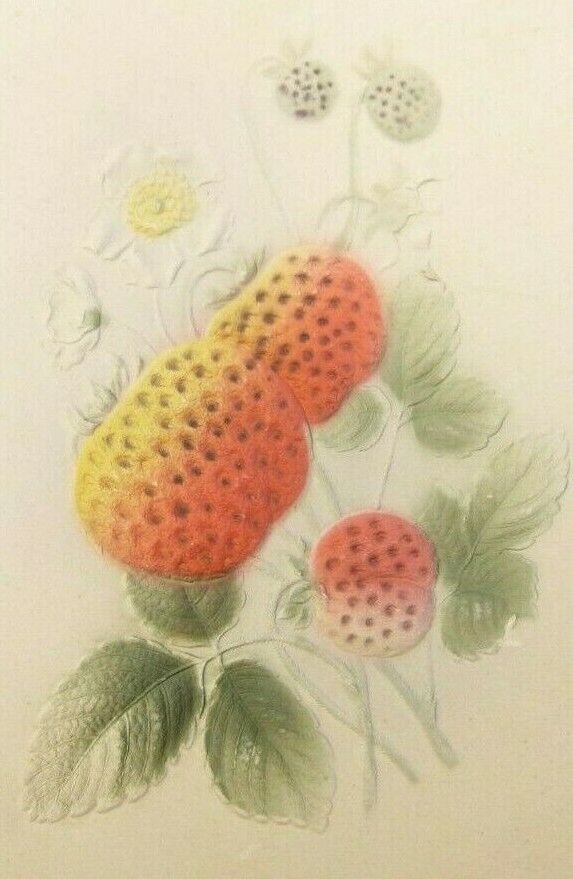 Vintage Raised Multicolor Flowers Fruit Postcard (A4)
