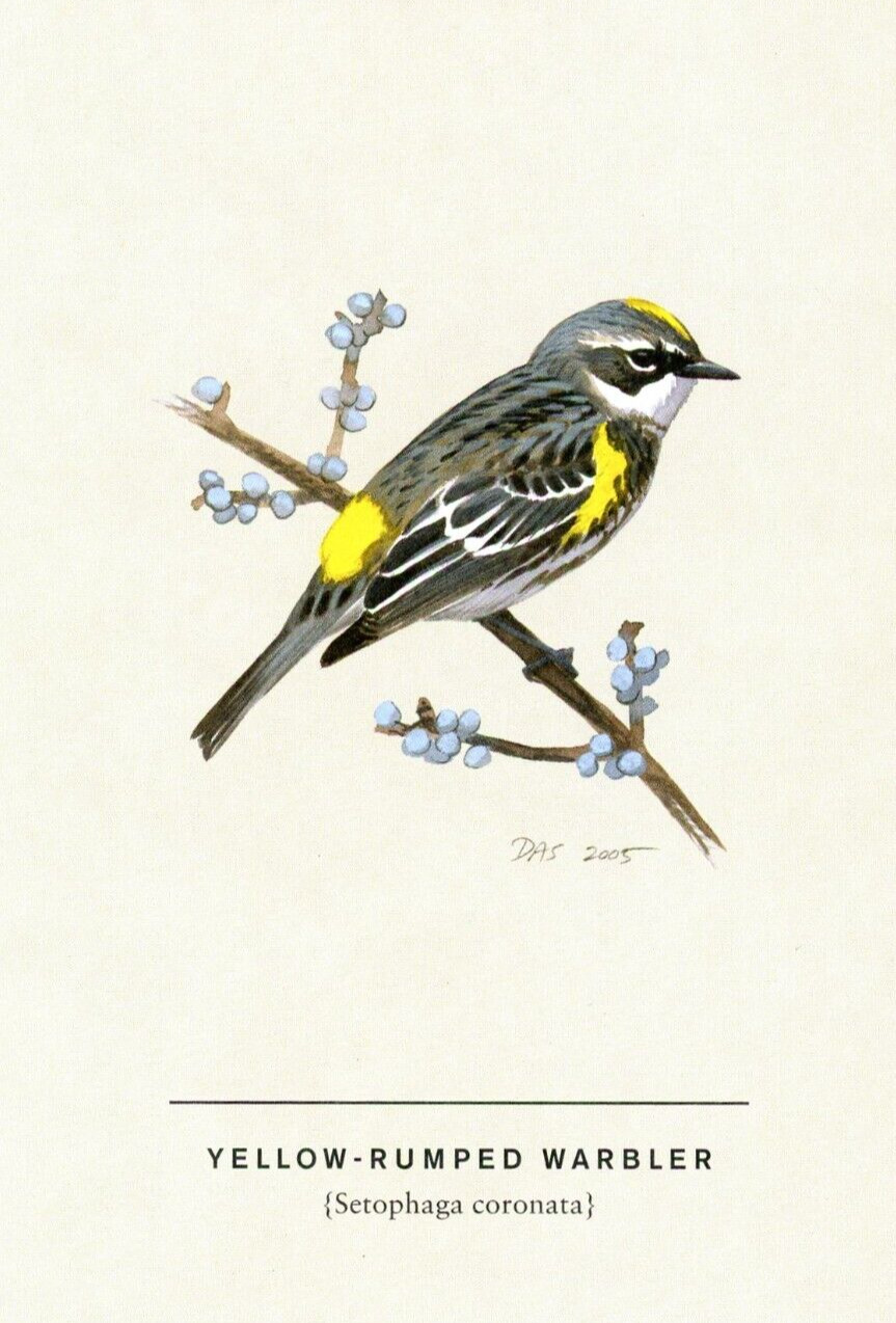 Yellow-Rumped Warbler, David Allen Sibley (American, 1961-) --POSTCARD