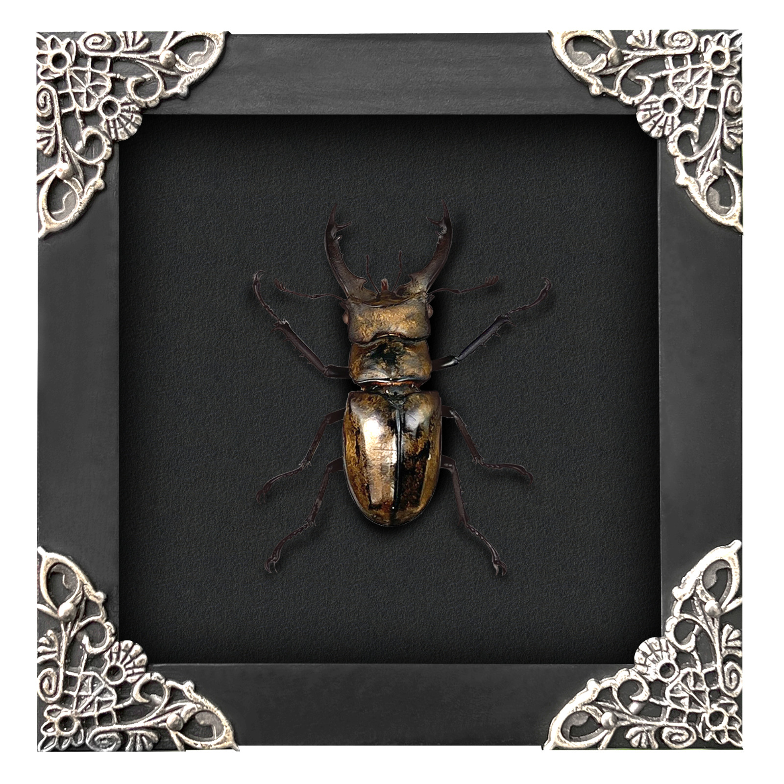 Handmade Framed Beetle Collection Wall Hanging Decor Insect Shadow Box Goth Art
