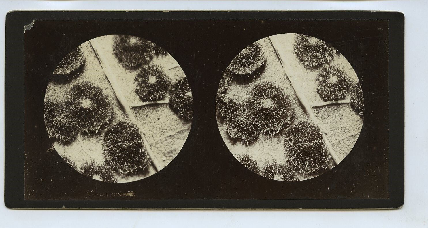 Common Oak Spangles Through Microscope c1900s Stereoview 