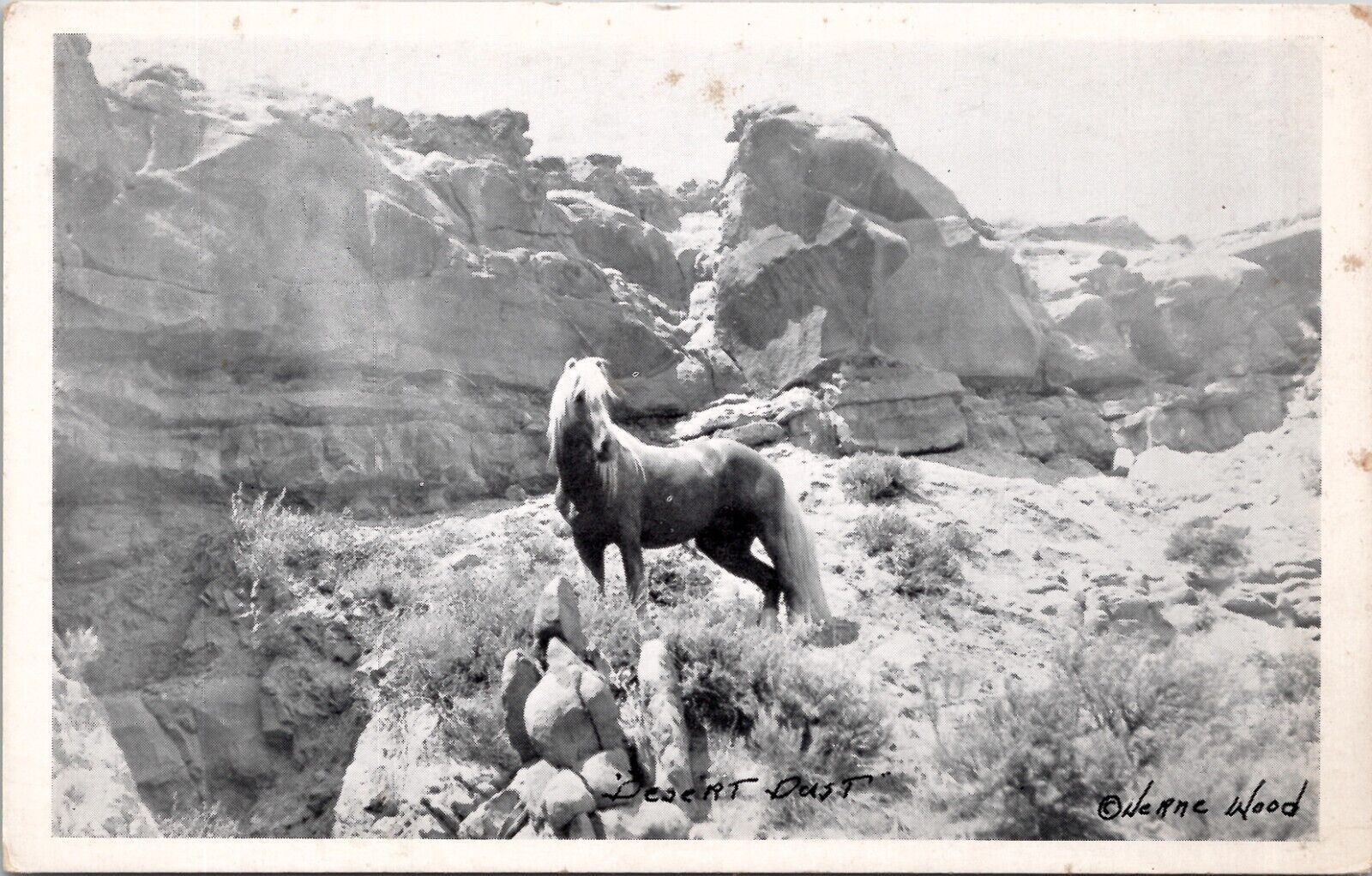 Desert Dust Wild Palomino Stallion Postcard Spc9