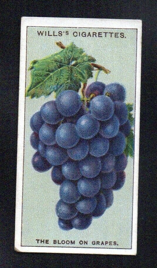 BLOOM ON GRAPES 1924 WILLS CIGARETTES DO YOU KNOW 2ND SERIES #8 VGEX NO CREASES