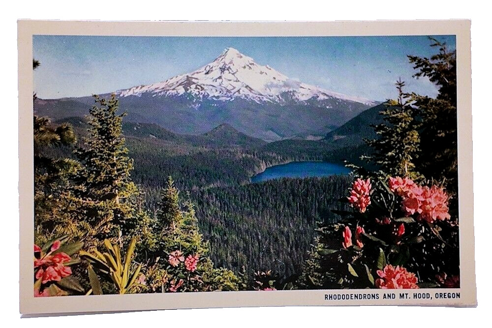 Rhododendrons and Mt Hood Oregon OR