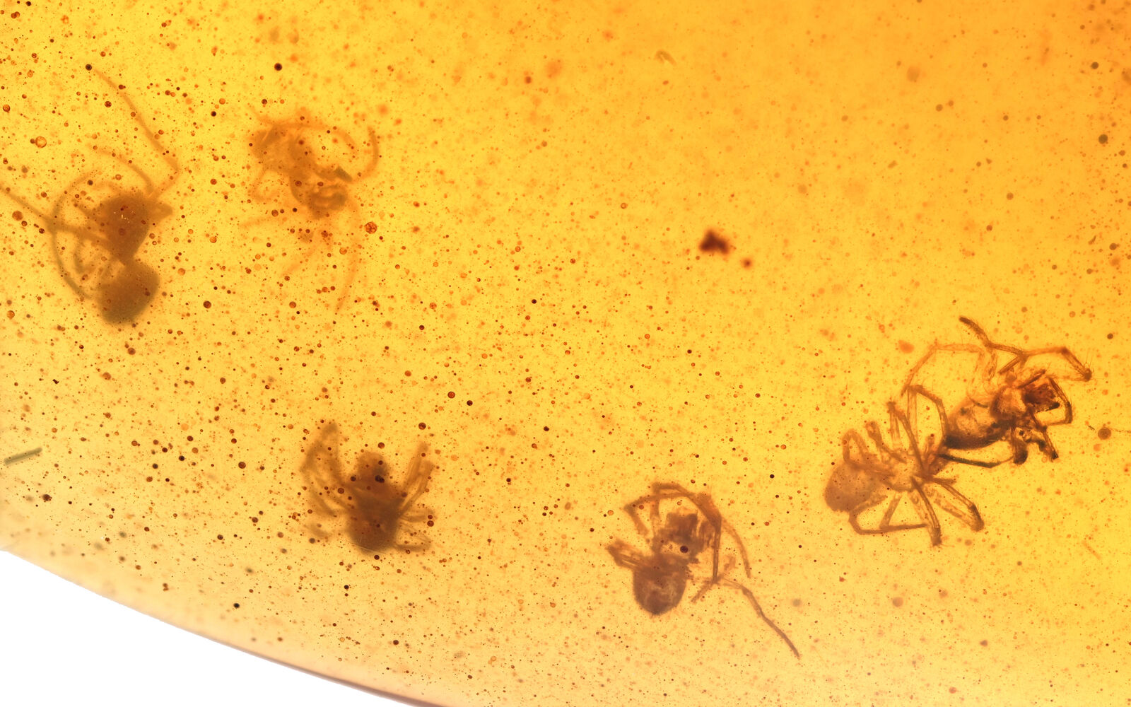 Rare nest of Spiderlings, Fossil inclusion in Burmese Amber