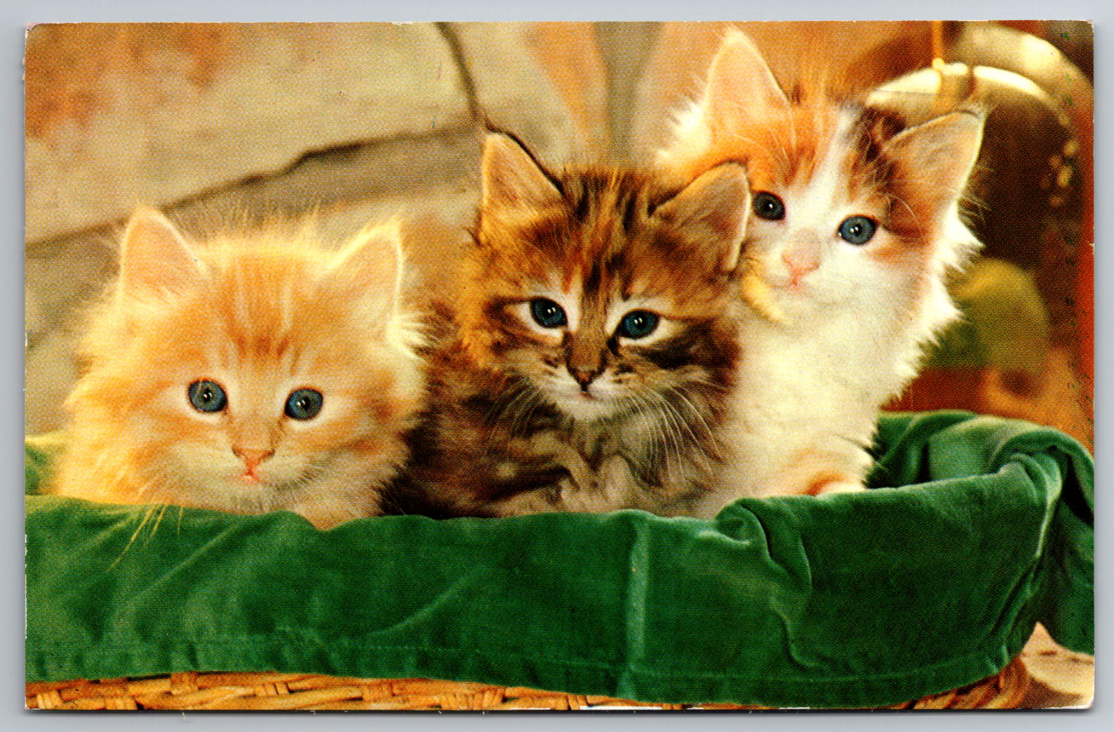 Postcard Three Cute Kittens in a Basket Cats Kitty Cat