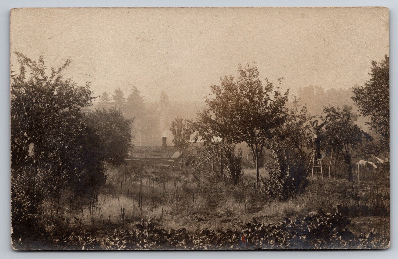 Picking Apples Orchard Indian River Michigan MI 1907 Real Photo RPPC
