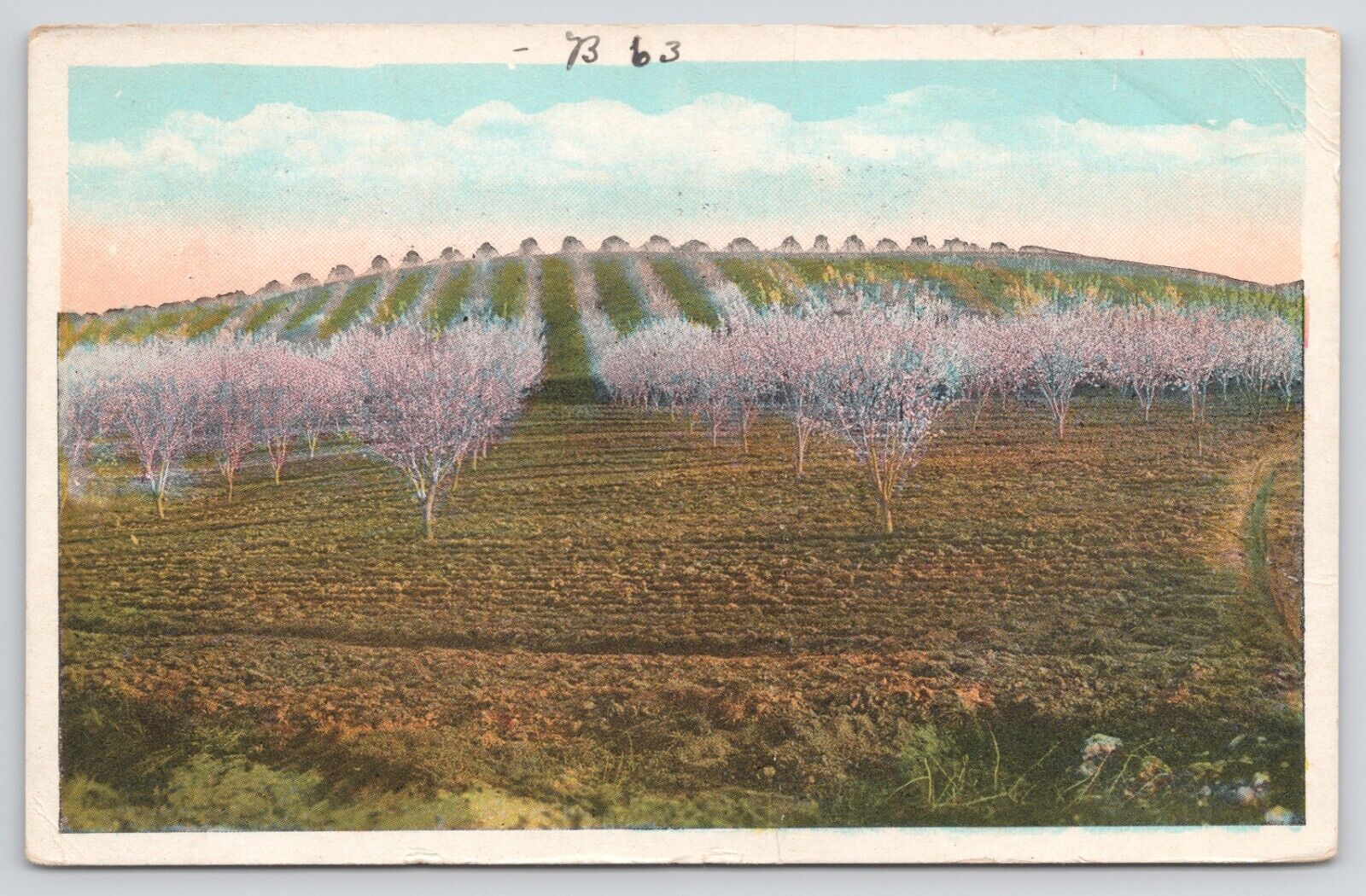 San Francisco California Tree Farm 1925 White Border Postcard