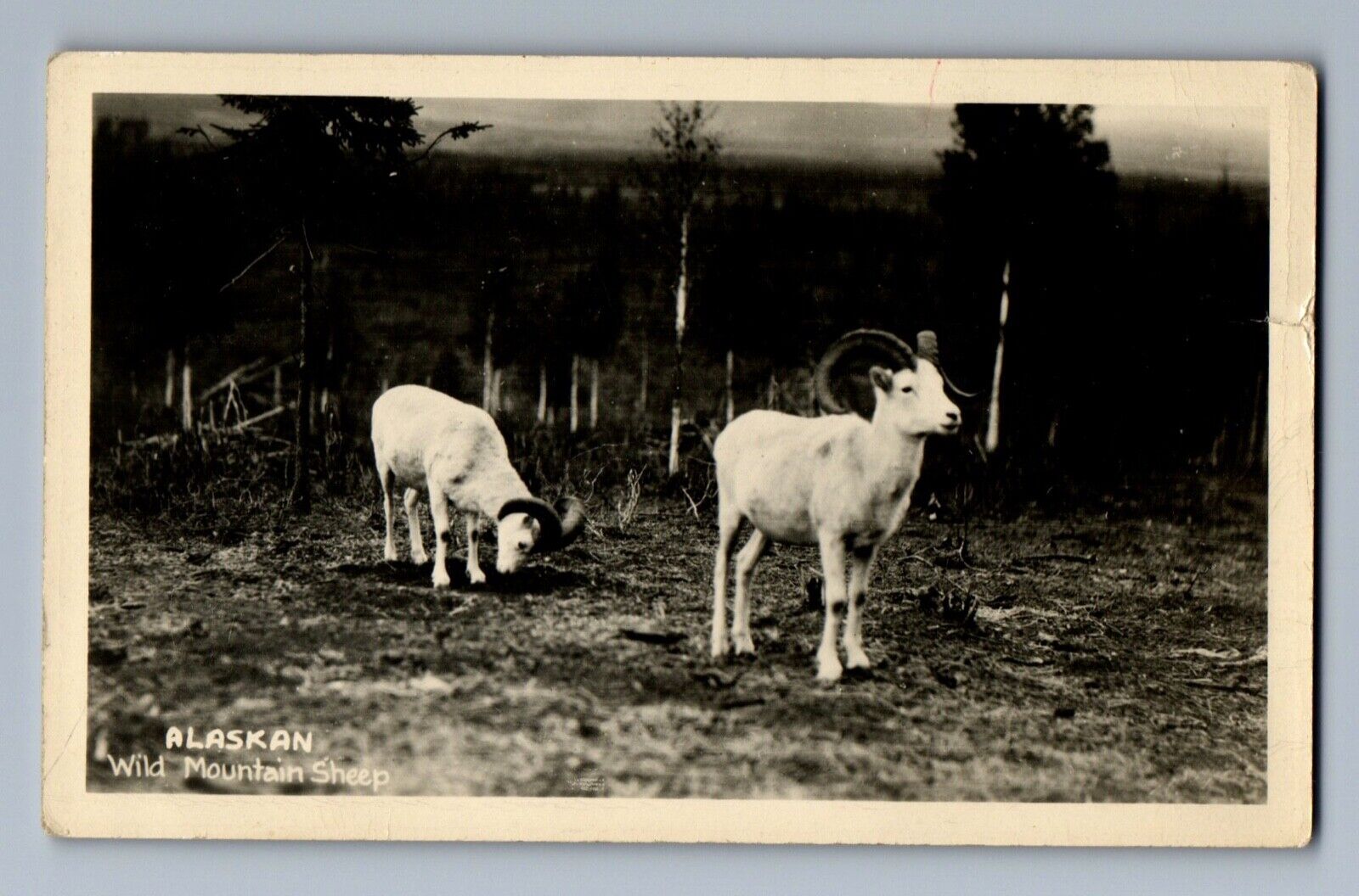 C.1935 ALASKAN WILD MOUNTAIN SHEEP GOATS Alaska AK Postcard P7
