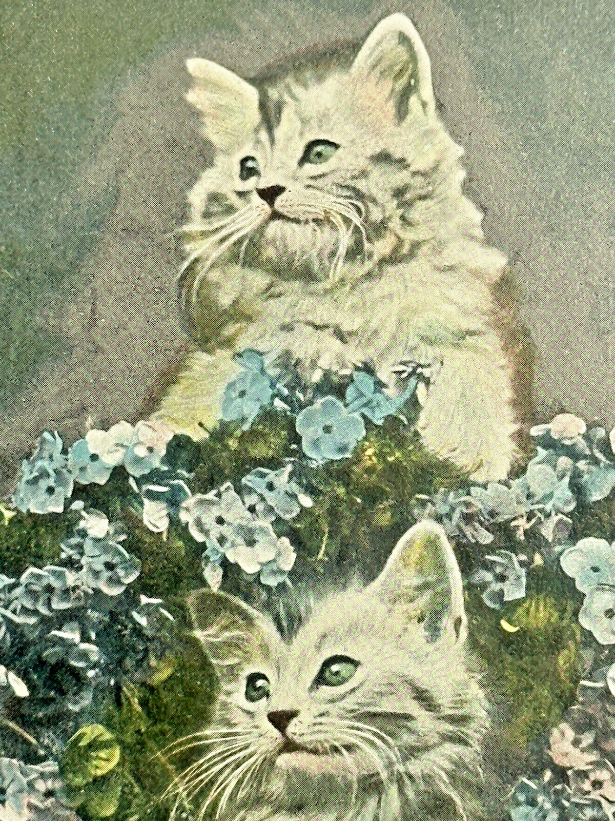 Tucks Cat Postcard Animal Studies Good Luck To You Forget Me Not Flowers