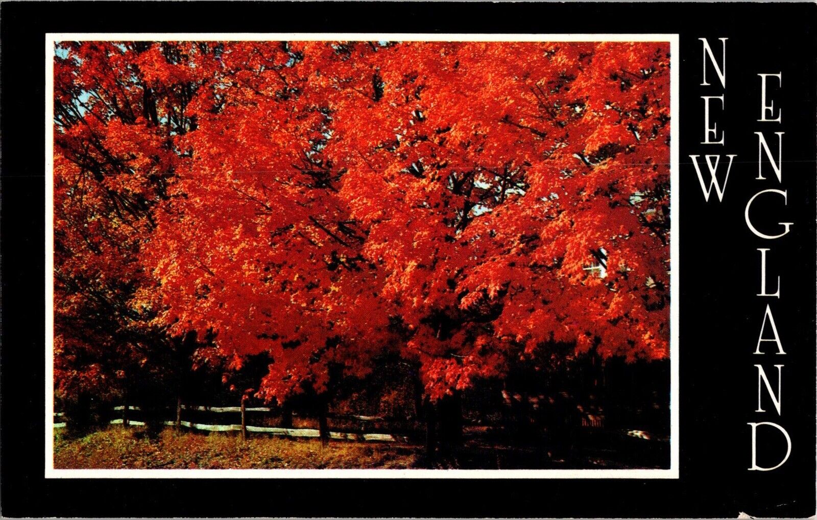 New England Postcard: Maple Trees Along The Roadside