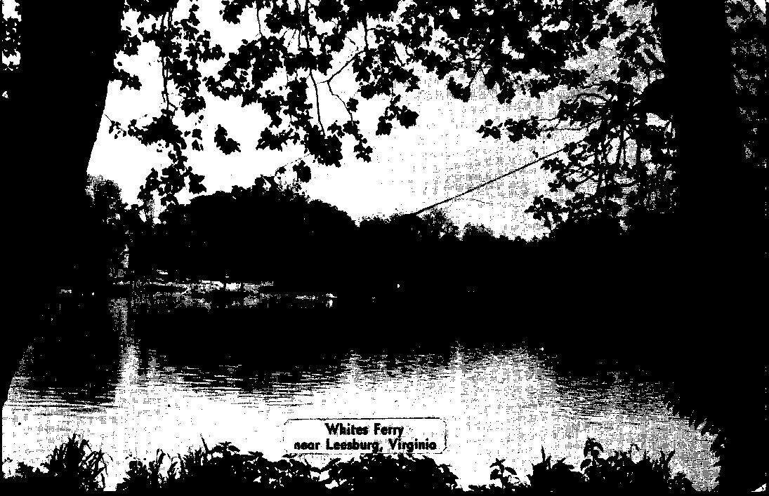 Postcard Whites Ferry near Leesburg Virginia Chrome Divided Back