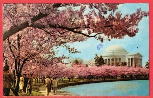 Cherry Blossom Time Thomas Jefferson Memorial Washington DC Tidal Basin Postcard