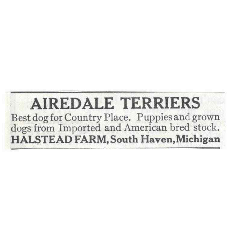 Airedale Terriers Halstead Farm South Haven MI 1913 Magazine Advertisement AE7N8