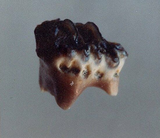 EXTINCTIONS- EXTREMELY RARE MESODMA MULTITUBERCULATE TOOTH FOSSIL - DINOSAUR