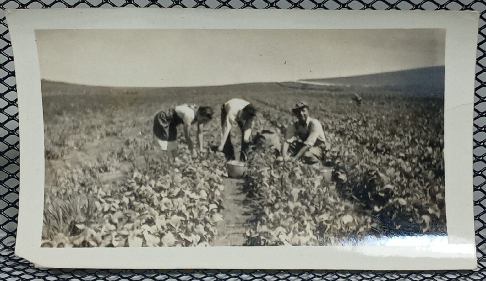 1940 Large Farming Garden Happy Working Reaping Field Vintage Antique Photo