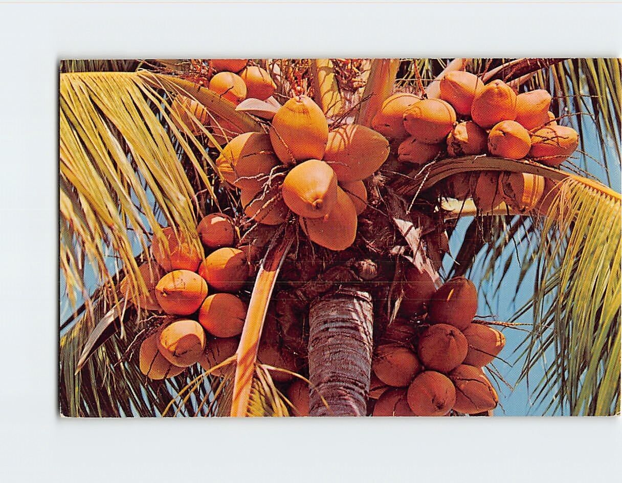 Postcard Tropical Coconut Palm
