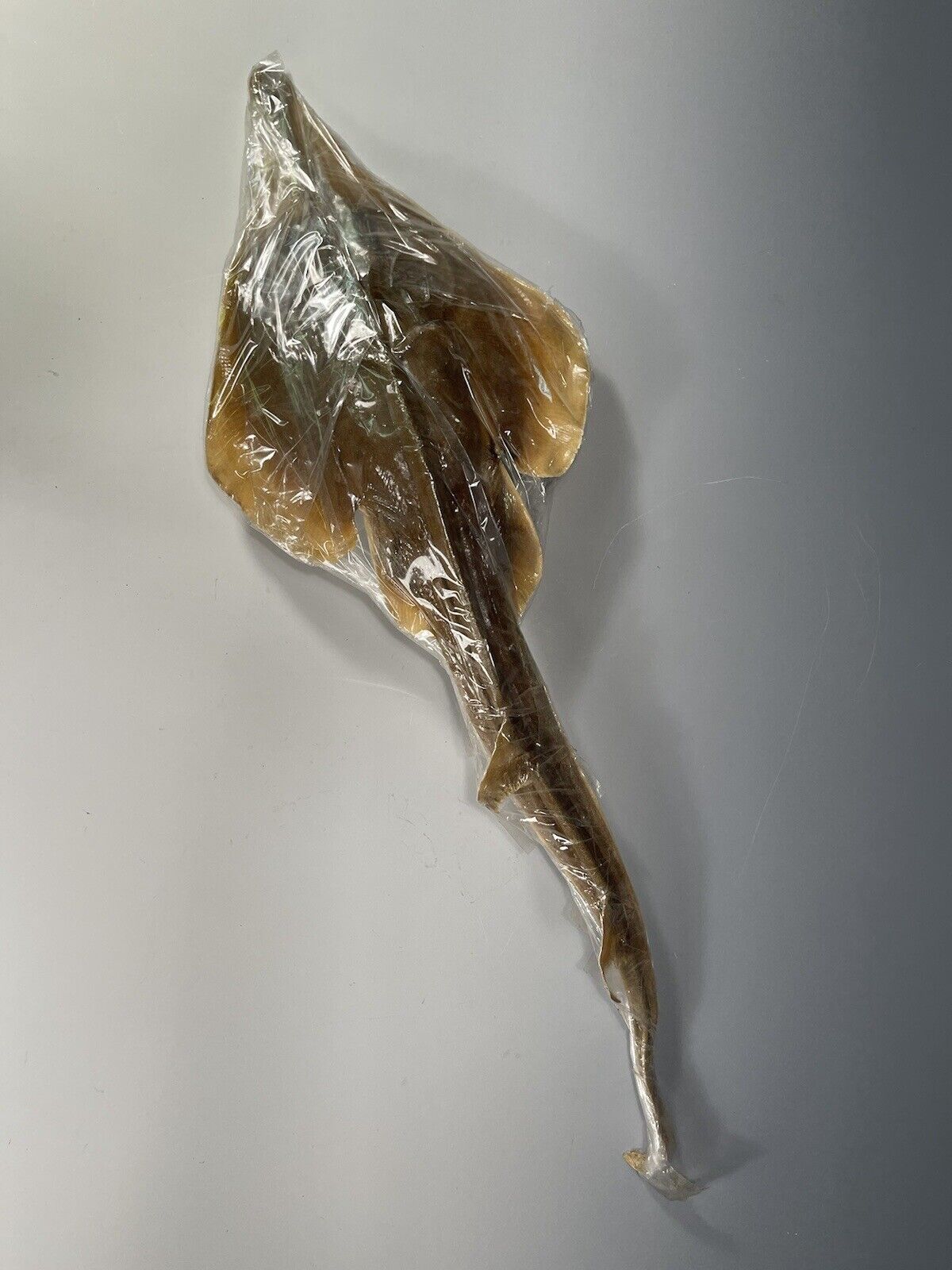 Very Rare whole Guitarfish Taxidermy specimen
